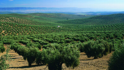 Dünya ve Akdeniz’de Zeytin ve Zeytinyağı